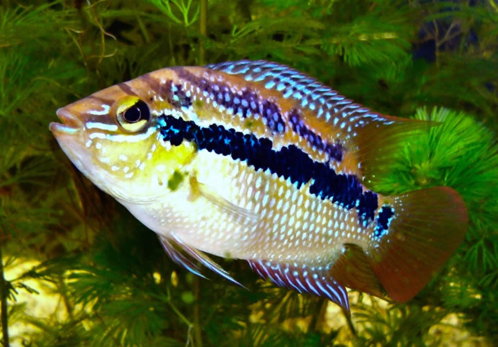 Salvini Cichlid (Trichromis Salvini) - Exotic Aquarium Freshwater Fishes