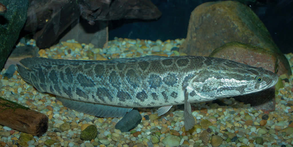 Snakehead Fish - Exotic Aquarium Freshwater Fishes