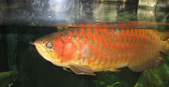 Super Red Arowana - Most Coolest & Exotic Aquarium Freshwater Fishes