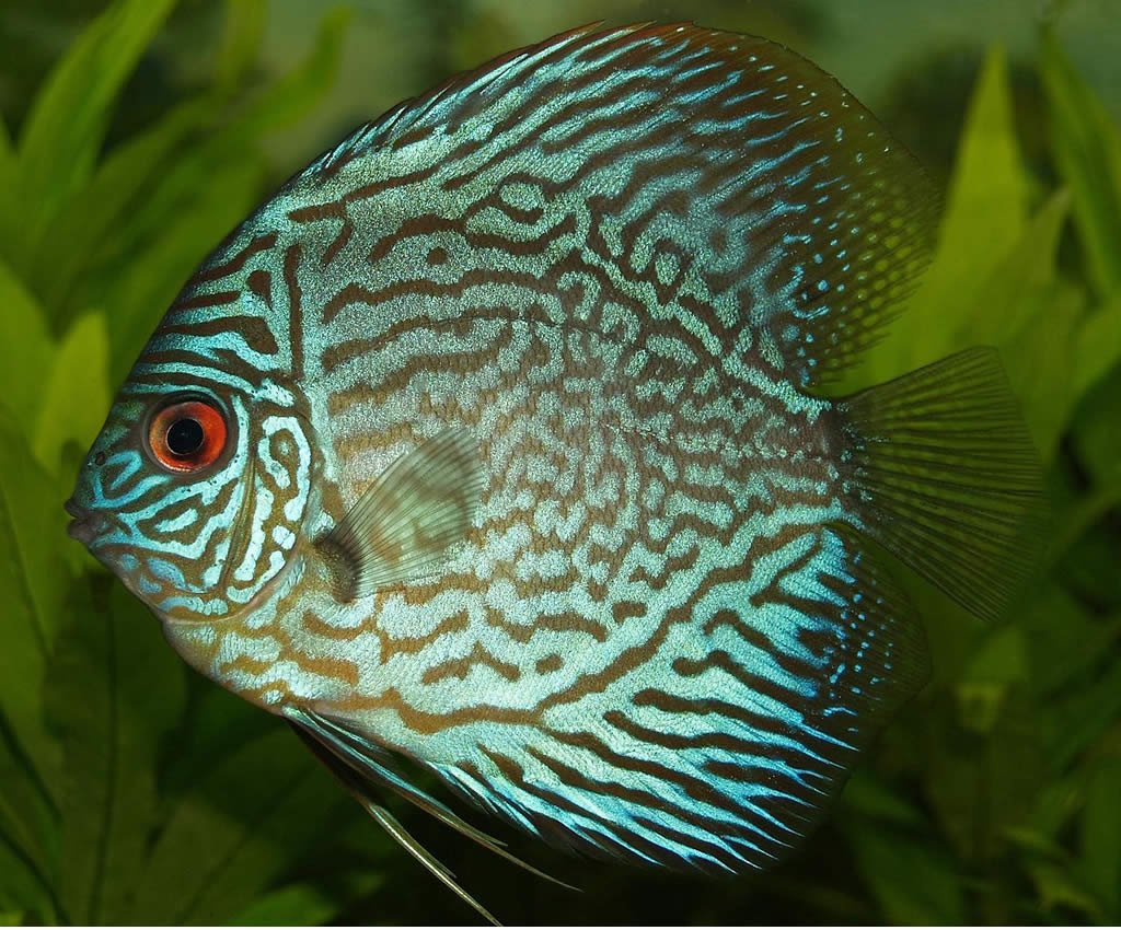 Symphysodon Discus - Most Coolest & Exotic Aquarium Freshwater Fishes