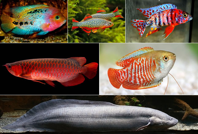 The Top World’s Coolest & Most Exotic Aquarium Freshwater Fishes