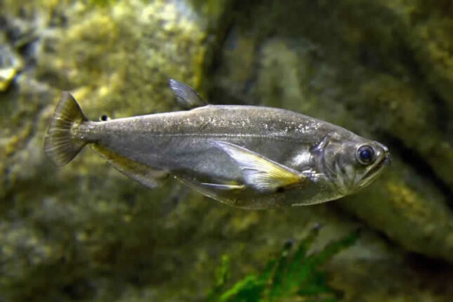 Vampire Tetra or Payara Fish - Most Coolest & Exotic Aquarium Freshwater Fishes