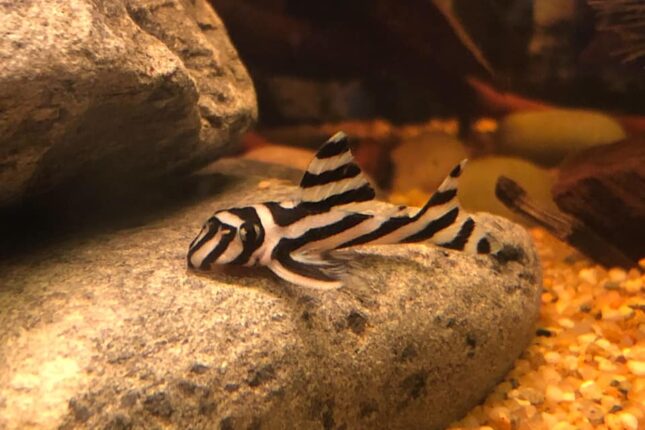 Zebra Plecos - Most Coolest & Exotic Aquarium Freshwater Fishes