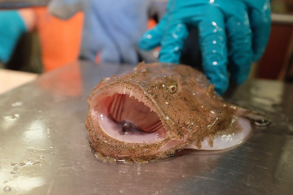Anglerfish - the strangest and ugliest fish in the world