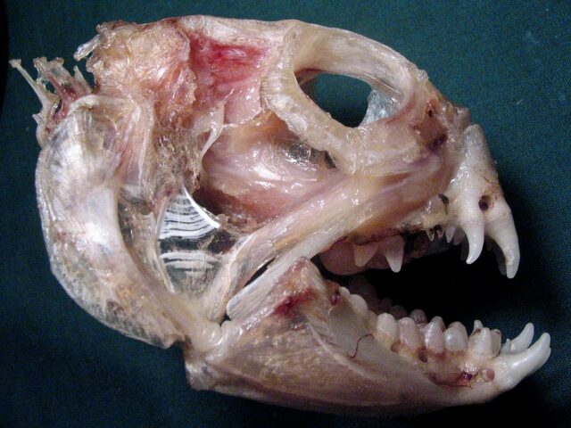 Atlantic wolffish - Skull