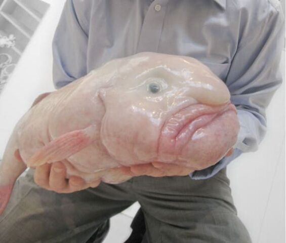 Blobfish - the strangest and ugliest fish in the world