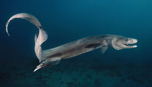 Frilled shark - the strangest and ugliest fish in the world
