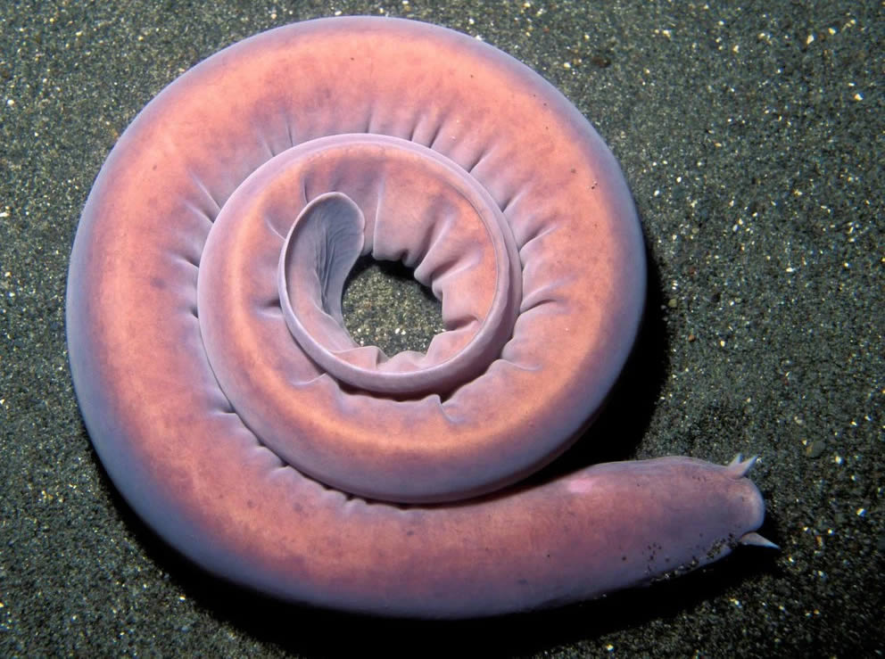 Hagfish - the strangest and ugliest fish in the world