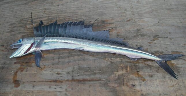 Longnose lancetfish, Alepisaurus ferox - the strangest and ugliest fish in the world