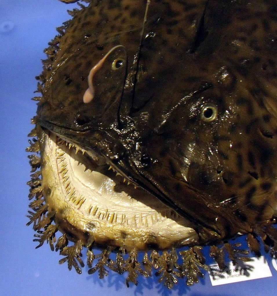 Lophius americanus - the strangest and ugliest fish in the world