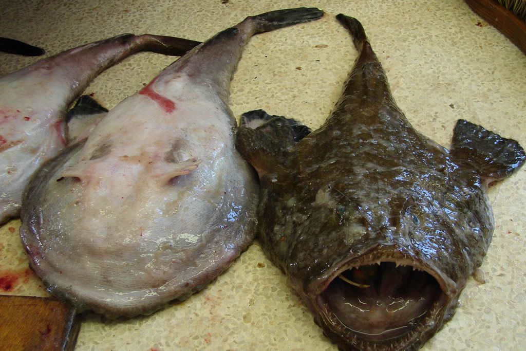Lophius vomerinus - the strangest and ugliest fish in the world