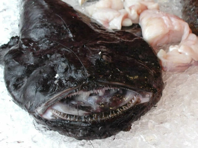 Monkfish - Lophius piscatorius - the strangest and ugliest fish in the world