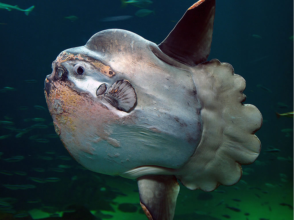 Ocean sunfish - the strangest and ugliest fish in the world