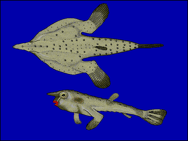 Ogcocephalus darwini body plan