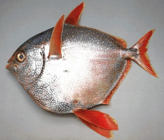 Opah - the strangest and ugliest fish in the world