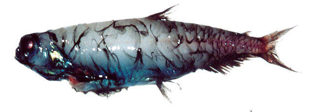 Owlfish - Pseudobathylagus milleri,
