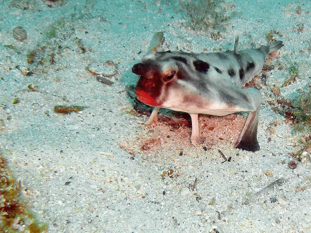 Red-lipped batfish - the strangest and ugliest fish in the world