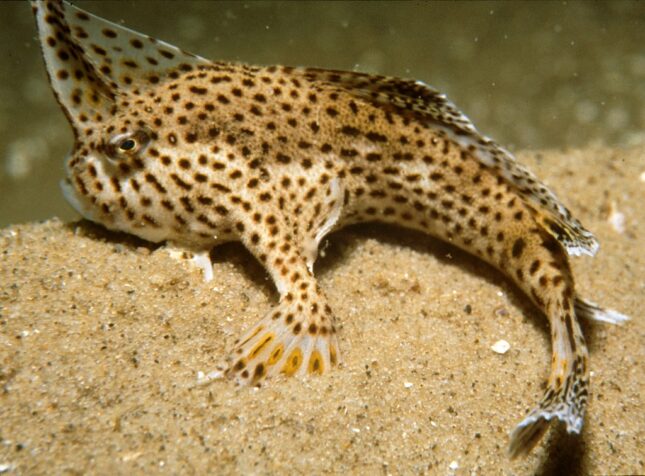 Spotted handfish - the strangest and ugliest fish in the world