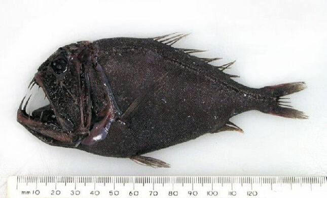 The ogre fish - Anoplogaster cornuta, Fangtooth