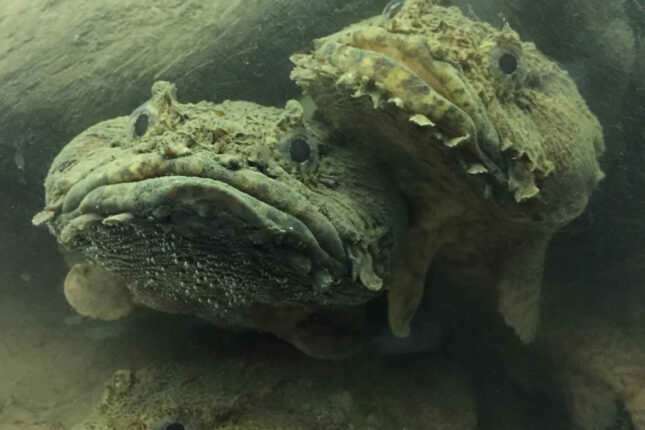 Toadfish - the strangest and ugliest fish in the world